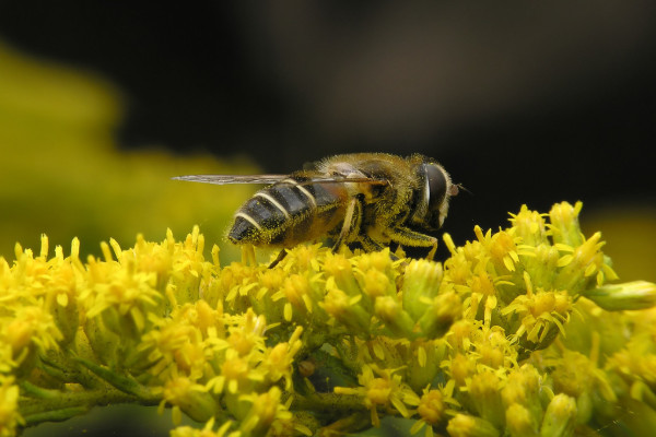 蜜蜂 工蜂图片
