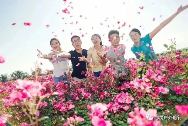 5月11日杭州富阳新沙岛350亩玫瑰园已成花海