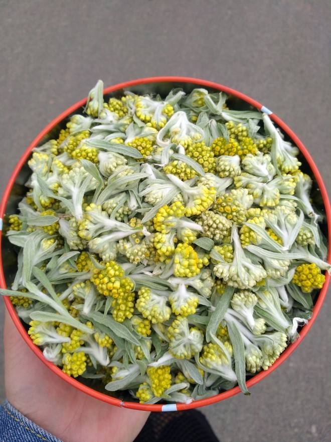 农民叫它"草燕窝",滋阴益气调理肾脏,糖尿病高血压都适合