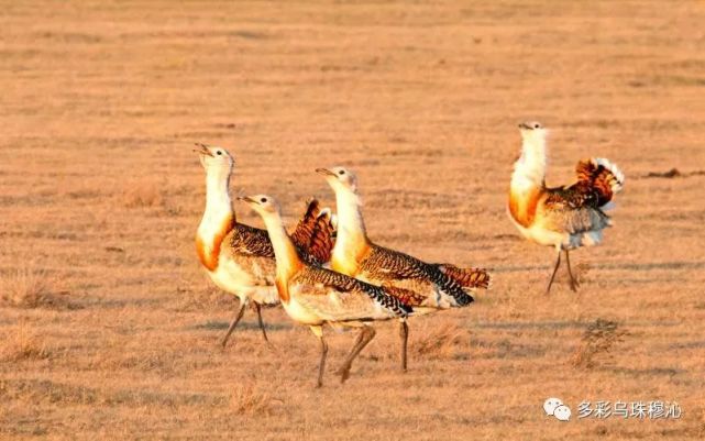 乌珠穆沁草原上的国宝级动物 — 大鸨