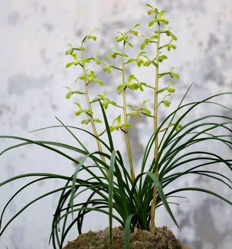 今年最火的6种兰花,一开满屋飘香,美的让人移不开眼