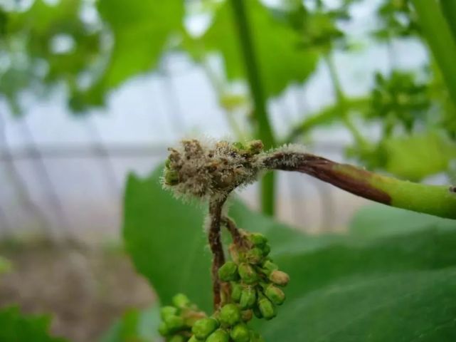 腾讯内容开放平台