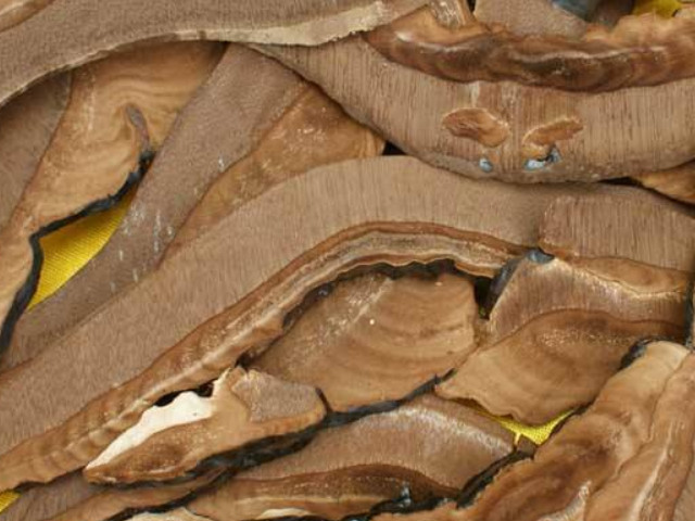 焄灵芝是西藏小种灵芝的其中一种,具有补肾益气,补五脏,补肾阳,养肝