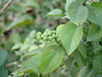 人称"金锁匙",药用价值很高,果实酷似葡萄,农村娃见了都不吃