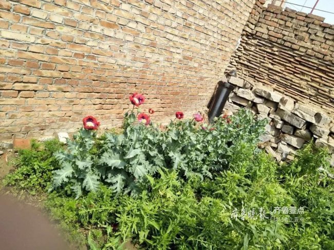 三老人院内种植罂粟被罚,最大年龄已82岁