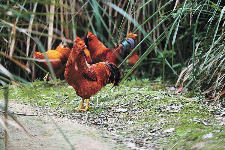 一个脱贫故事养象洞鸡脱贫致富奔小康
