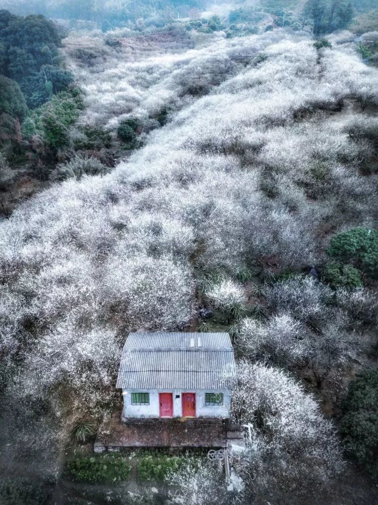 从化流溪河森林公园:流溪香雪 摄影/卢文花城看花景 摄影/路人广州:一