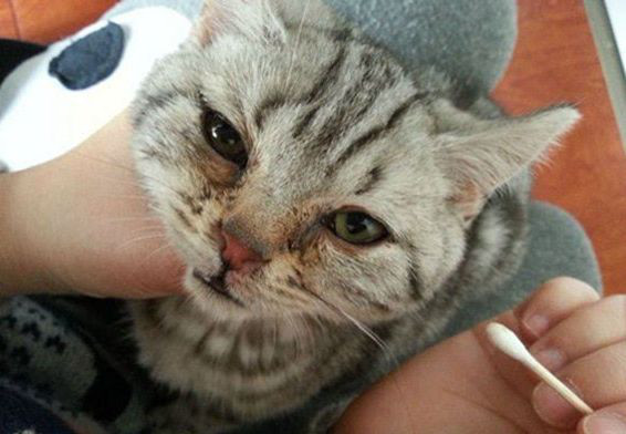 猫咪打喷嚏就是感冒 错 兽医教你从3个方面区分猫鼻支和感冒 打喷嚏 赖氨酸 猫鼻支 三联 阿莫西林 猫咪