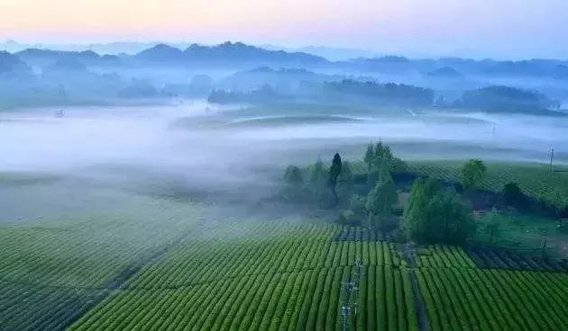 家鄉的味道—走近鳳岡茶文化