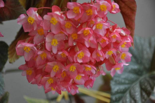 适于5月份扦插的草本观赏植物有:一串红,三色堇,菊花,鸭跖草,龙口花