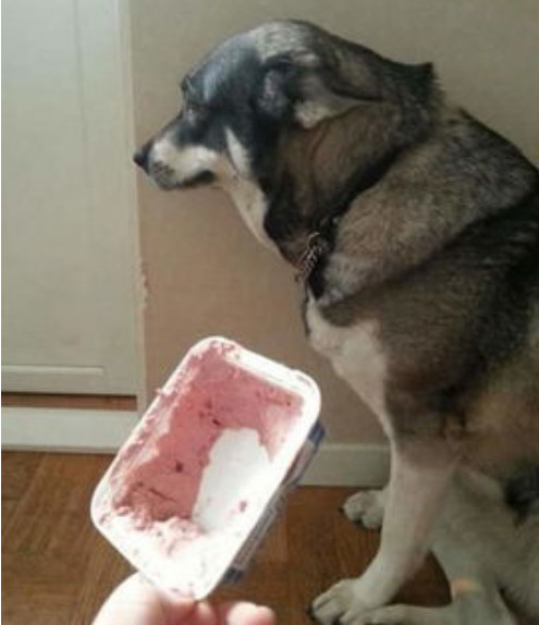 萌宠合集:今天又是想扔狗的一天,厉害了我的狗子!