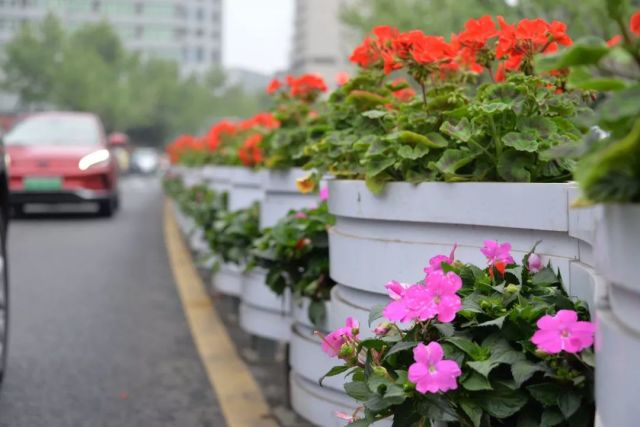 华山路隔离带花箱