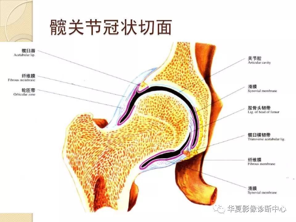 骨科精讀從髖關節的解剖到手術入路全過程你要的解答全在這