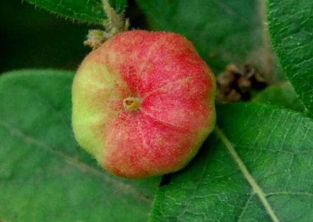 它人称馒头果五十元一斤老农却不卖当盆景价值更高