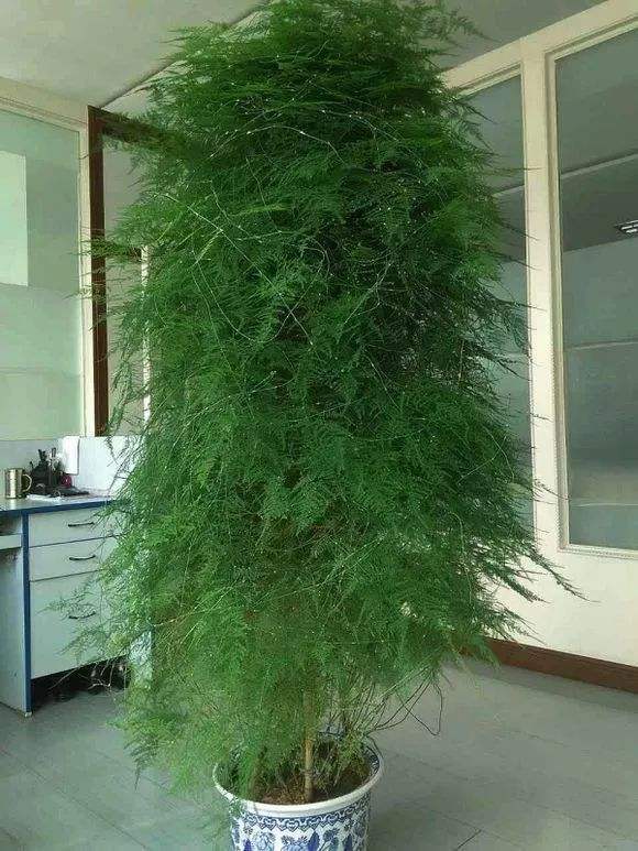 养文竹过冬搬到室内后还要做3步直冒笋芽来年更旺