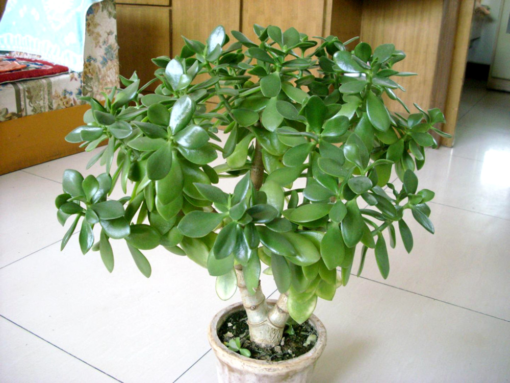 一种植物"玉树临风",很适合在农村盆栽种植,有农民靠它发了财