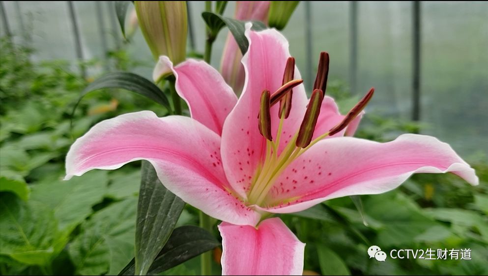 咱们家乡春天美——百合花开 富足延平