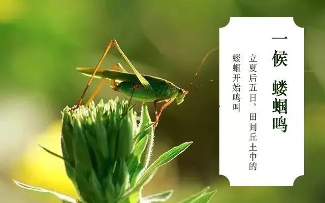 一候:蝼蝈鸣立夏有三候今天是立夏庚子年(鼠年)四月十三星期二
