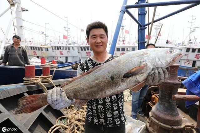 大渔船回港捕到的冰鲜大鱼