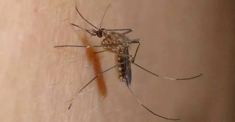 非洲重口味"蚊子饼",由五十万只蚊子制作而成,网友:不敢吃