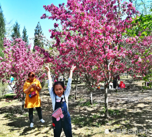 沈阳长白岛森林公园,浑河南岸4000余株海棠花娇艳迎立夏