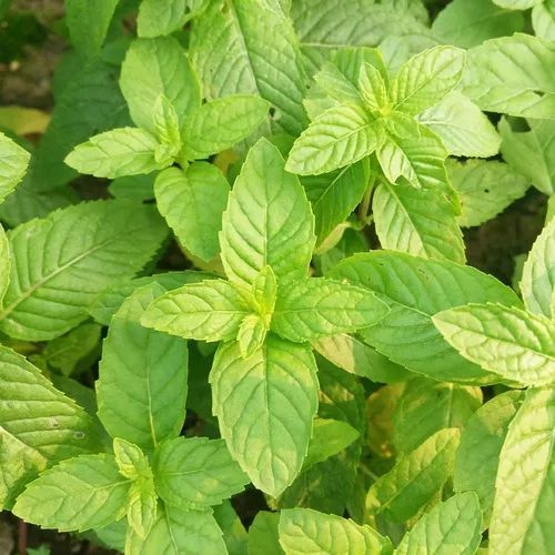 其实并不是薄荷属的植物,比如猫薄荷,美国薄荷等