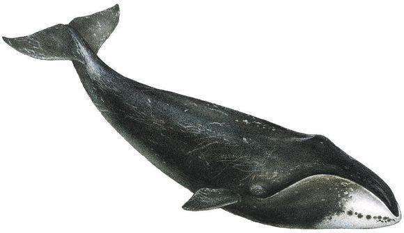 弓头鲸:地球上脂肪最多的动物,是一种海洋生物,外形奇特