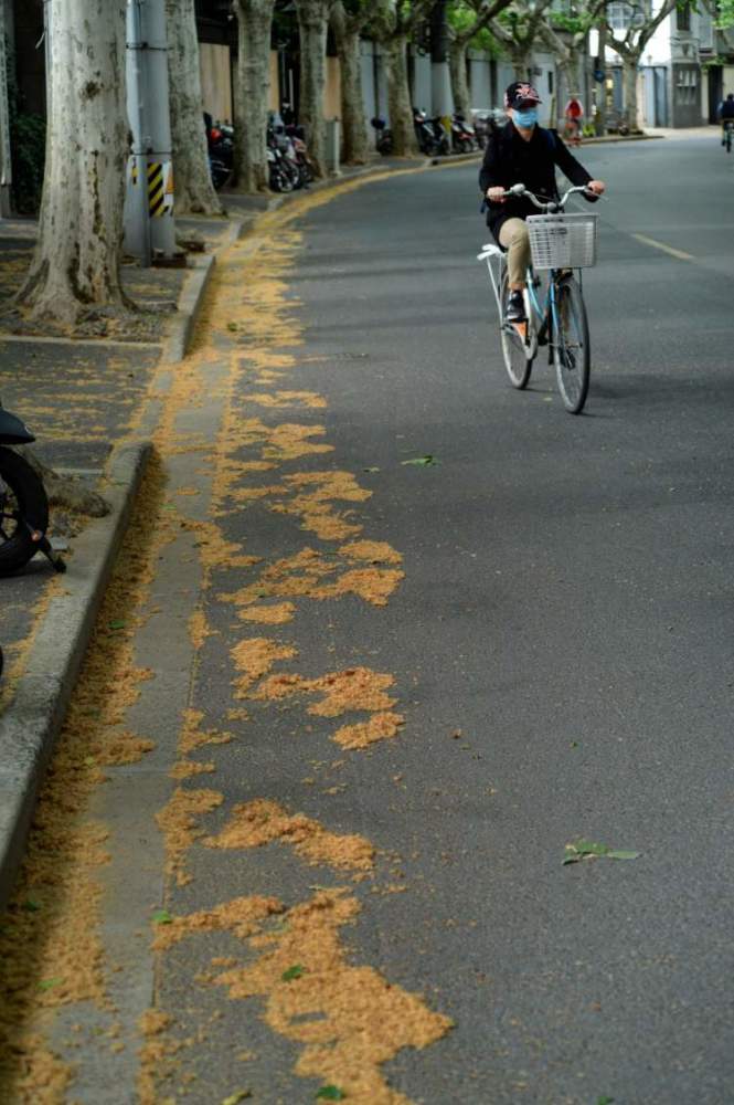 申城梧桐毛絮四处飞环卫工两小时扫一车