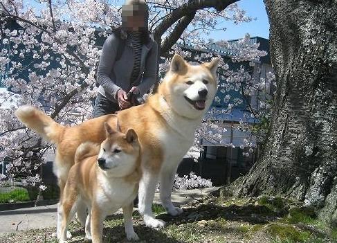 只知道柴犬和秋田 日本的狗狗不止这么少 他们有六大天然纪念物