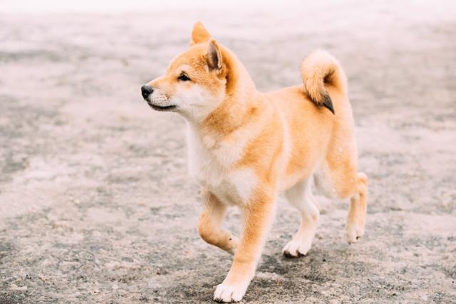 只知道柴犬和秋田 日本的狗狗不止这么少 他们有六大天然纪念物