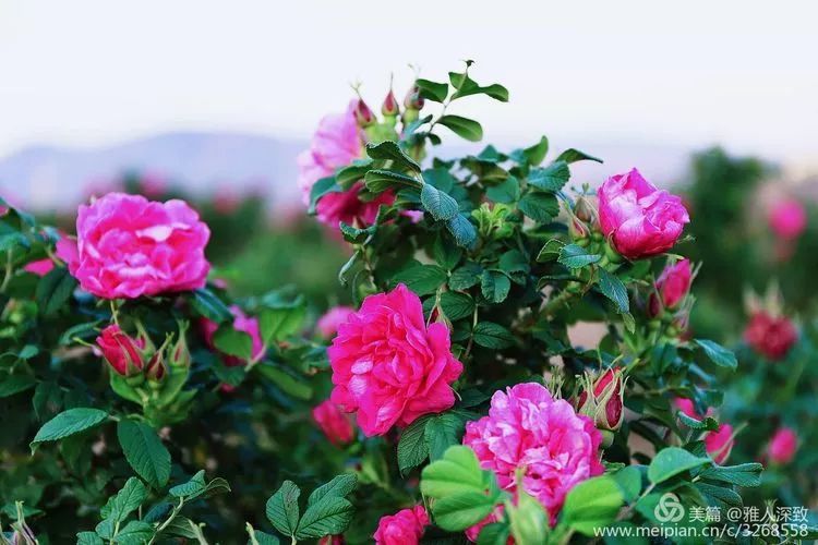 新しいコレクション 薔薇蜂蜜