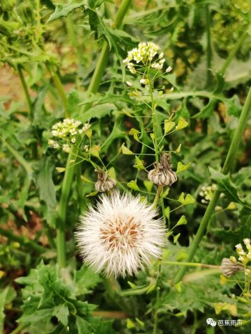 细脚伶仃荠菜花