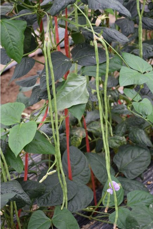 亩产可增加1000公斤 合浦推广新品种豇豆