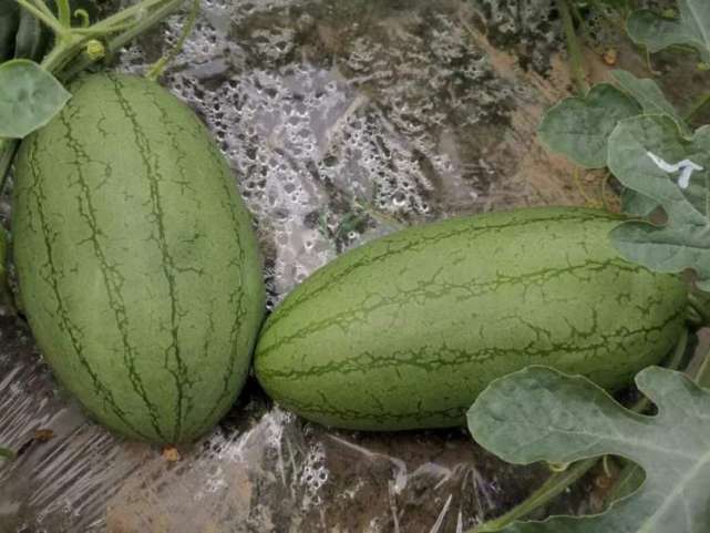 三林崩瓜今年上新30版瓜变大味更甜更爽脆上市期延长至7月底