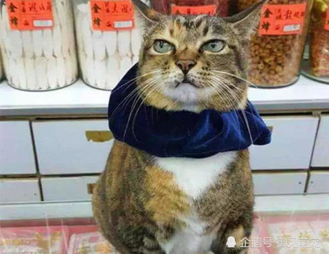 猫咪当店主卖东西,却没有人愿意来光顾,看到猫的姿势主人顿悟