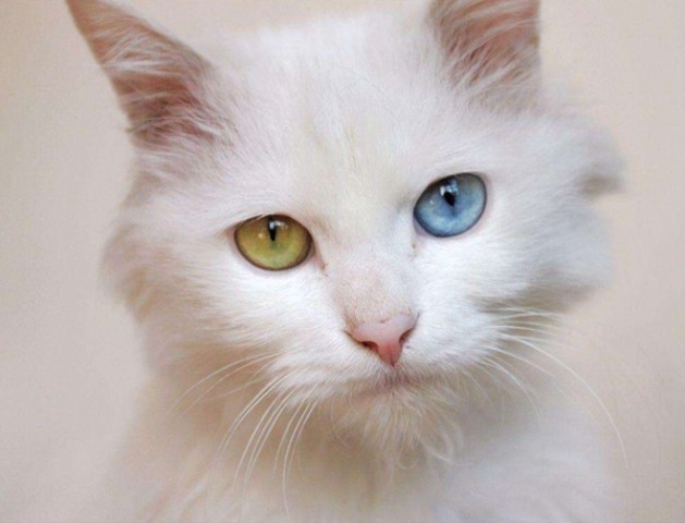 波斯猫的眼睛为什么有两种颜色