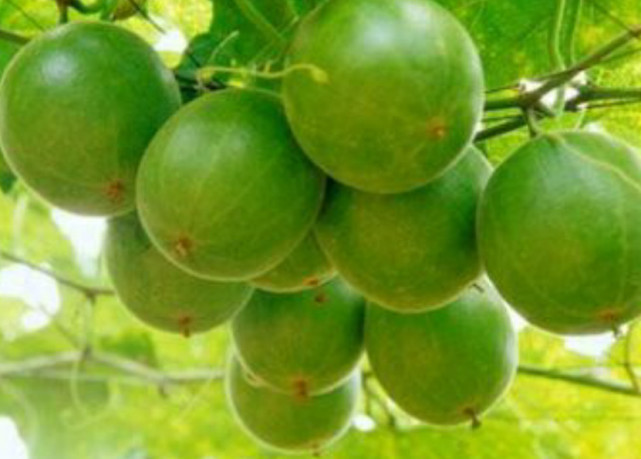 它是一种药食两用的植物果实 人称神仙果 其营养价值不可小觑 罗汉果 营养价值 果实