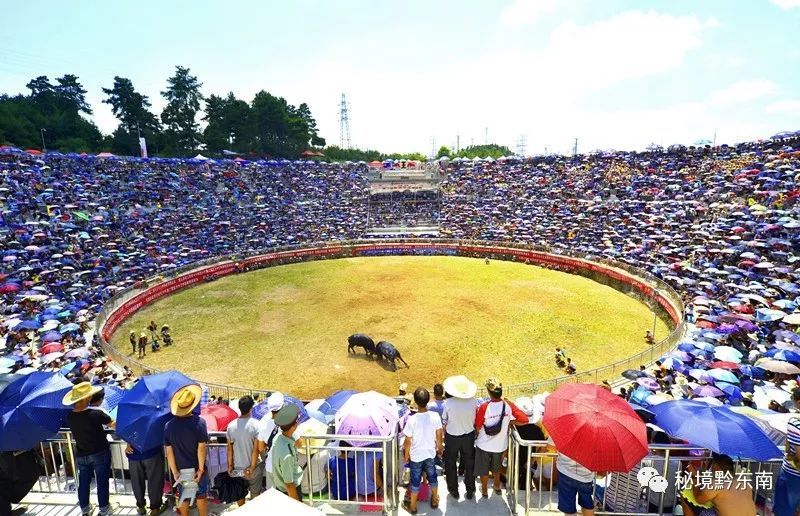 在下司镇白午村,今年五一节期间也隆重举行斗牛活动,来自云南,广西