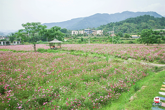 福州|格桑花|小遊哥|格桑花海|孔元村