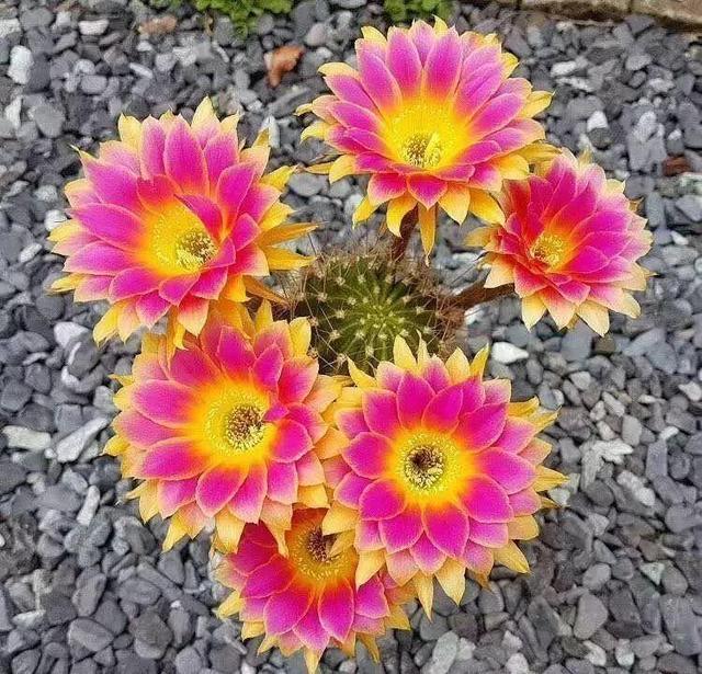 趁早养几盆仙人球3个品种开花比牡丹还漂亮年年能开