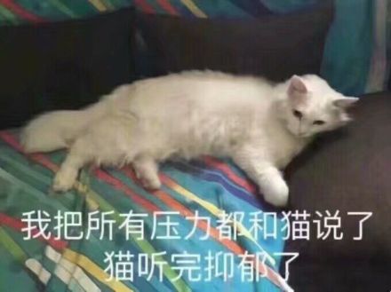 爆笑图集 的我把所有的压力和猫说了 网友 猫听完抑郁了 哈哈