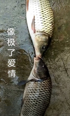 解锁新技能表情包,鱼:像极了爱情,爱情:我招谁惹谁了!