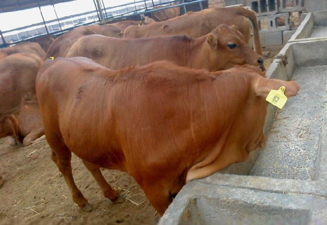 今天牛肉出口大国的主流牛种身上 基本上都有短角牛的基因 出口 肉牛 牛肉