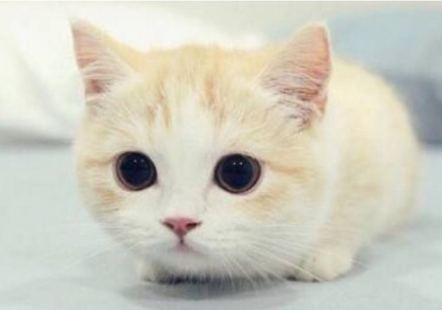 当家里的小猫 泌尿系统出现异常 一定要重视起来