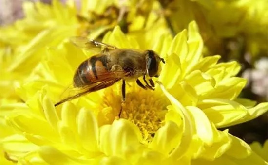 蜜蜂被拿蜂蜜了会生气吗 