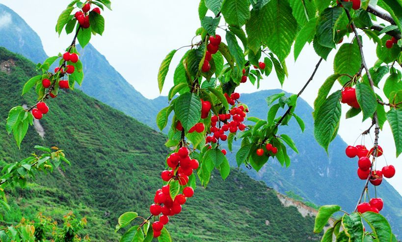 甜樱桃红时去汶川