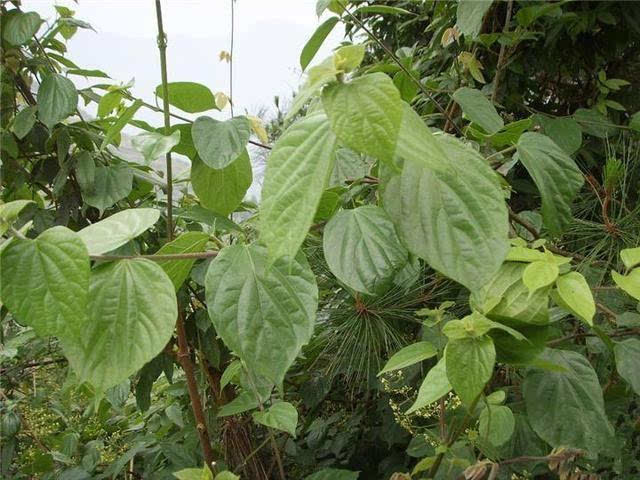 豆腐樹也稱豆腐柴,觀音柴,涼粉柴等,在民間對於這種野生植物人們通常