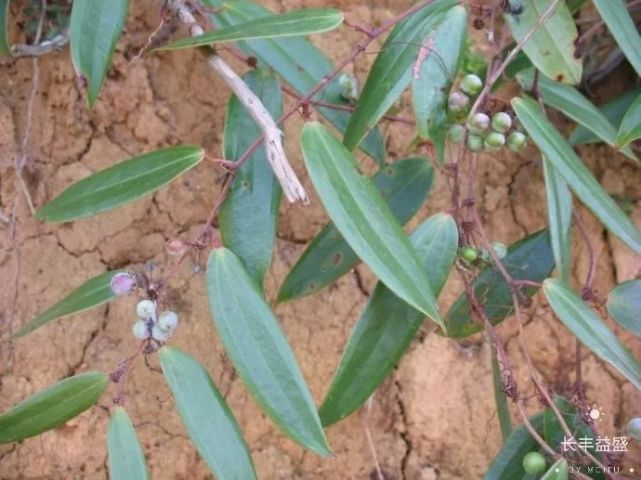 土茯苓 为百合科植物光叶菝葜的干燥根茎,其为多年生常绿攀缘状灌木