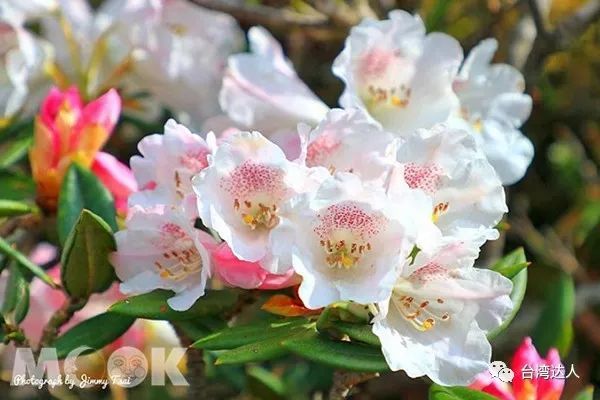 绮丽花海期间限定高山杜鹃绝美盛开 腾讯网