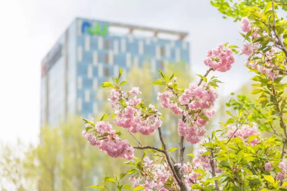 沈阳也有樱花看了,沈阳最大的樱花园免费游玩!